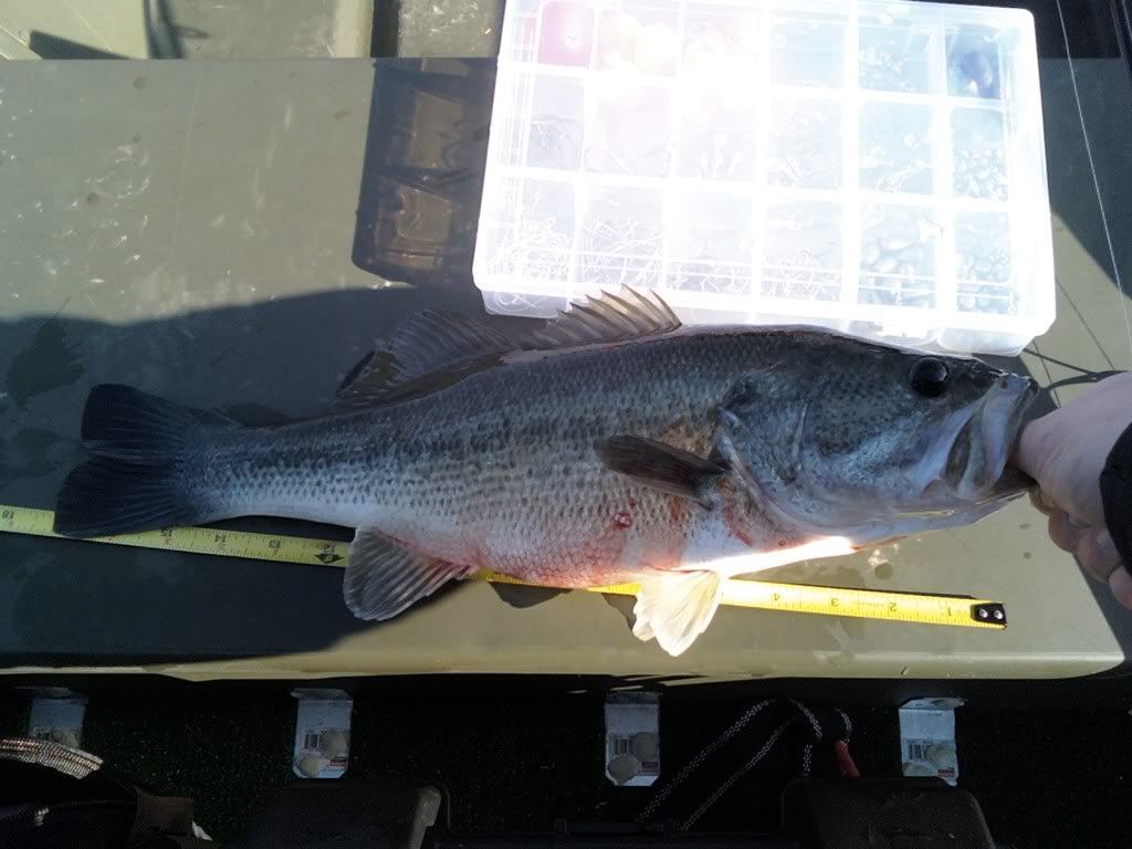 Lake Bass Fishing Forum