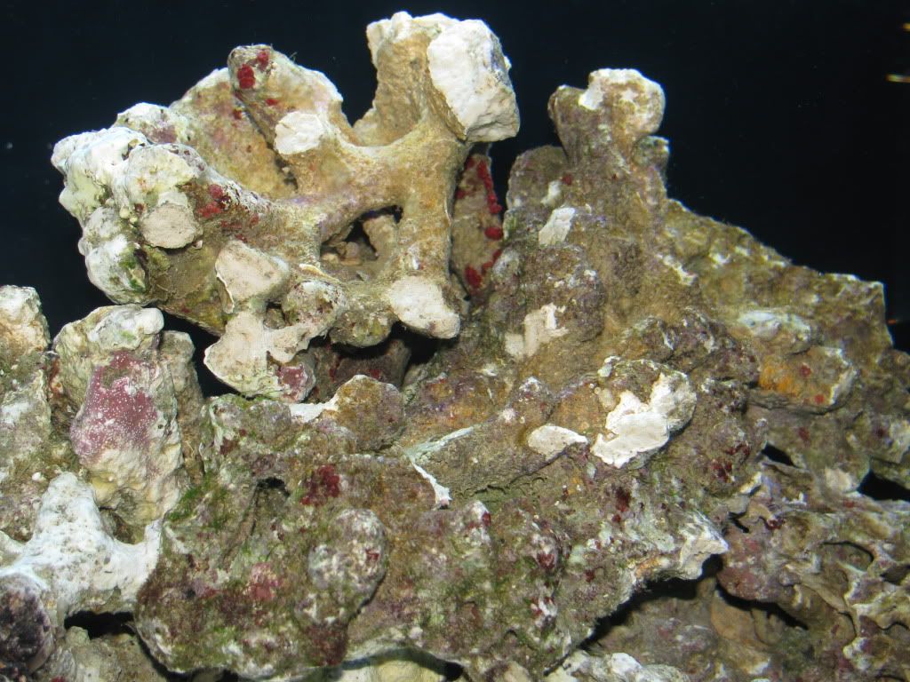Brown algae on live rock? Reef Central Online Community
