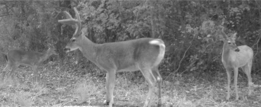 moultrievideos2011143-1.jpg