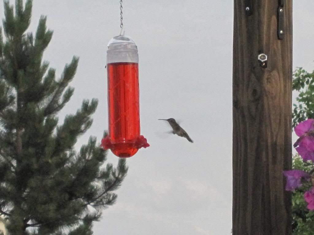 And another hummer.