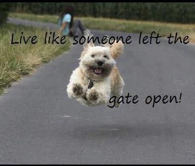 live like someone left the gate open photo: go like the gate is left open maxthroughthegate.jpg
