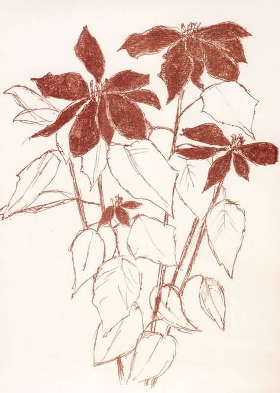 BernardCaer8hyr.jpg
