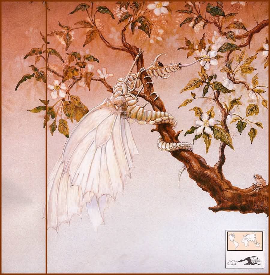 GraemeBGraemebaseJapanesebutterflyl.jpg