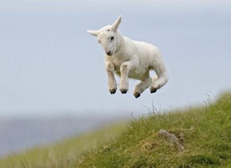 lamb jumping photo: lamb lamb.png