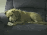 http://i803.photobucket.com/albums/yy317/mlmvicbc/thl_9f5f55780c855e1d8b650763bdef4fc.gif