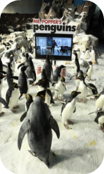 Mr Poppers penguins Mr Poppers penguins
