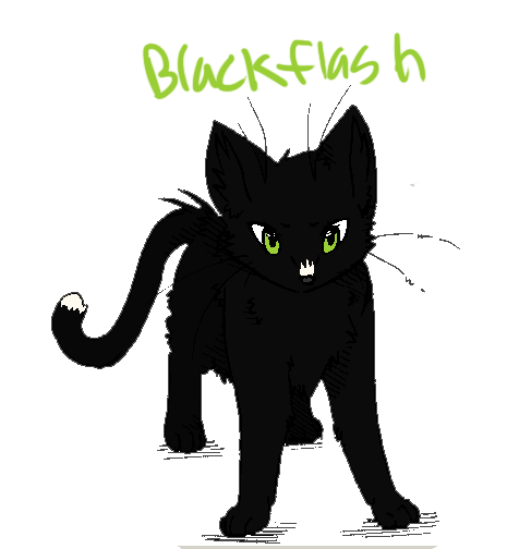 Blackkit Avatar
