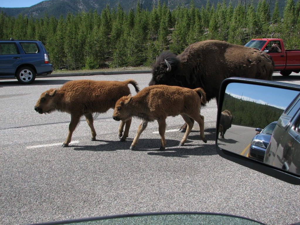 IMAGE: http://i803.photobucket.com/albums/yy320/idahomemories/img_0365.jpg