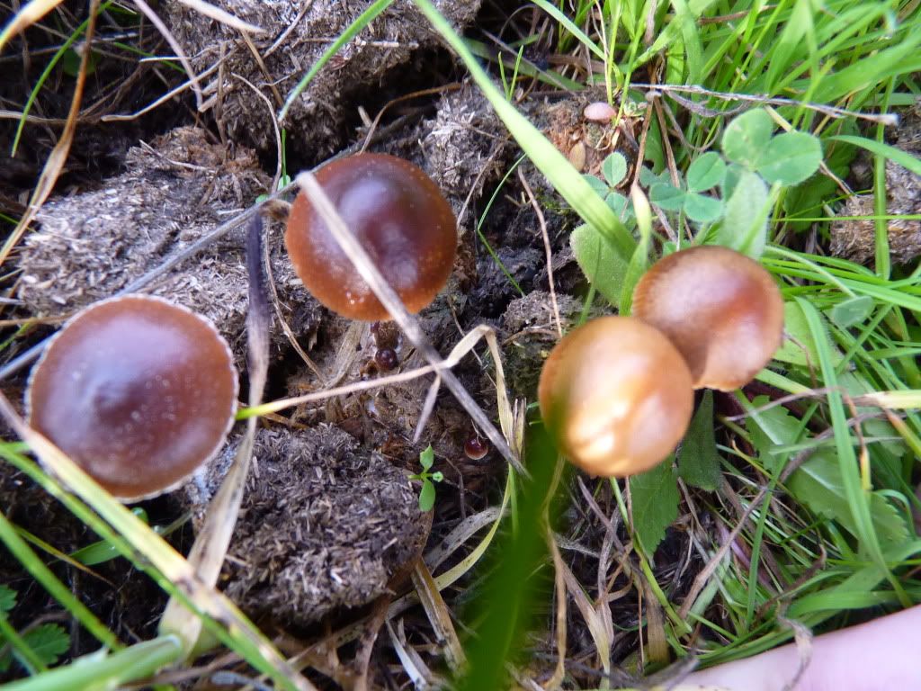 Cow patty finds. Help with ID Mushroom Hunting and Identification